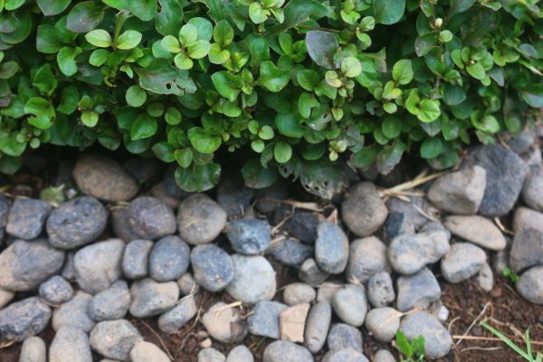 River Stone Installation in San Ramon