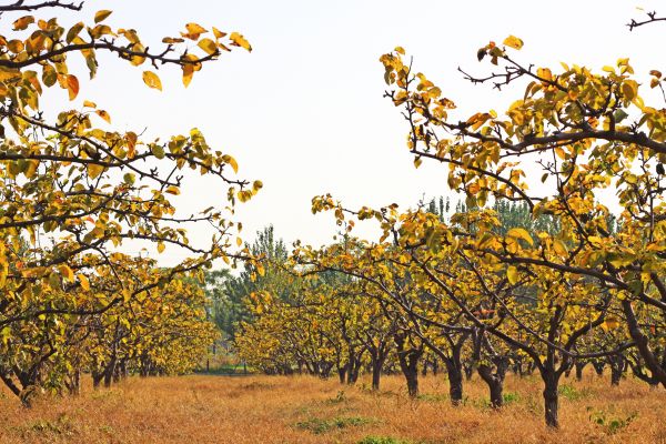 Pear Tree Planting in San Ramon