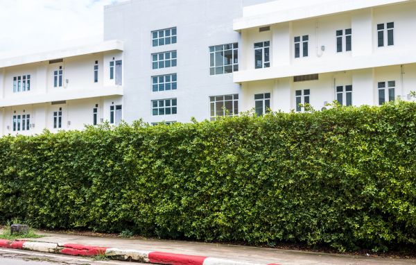 Privacy Landscaping in San Ramon