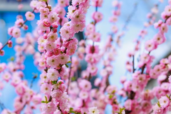 Japanese Cherry Tree Planting in San Ramon