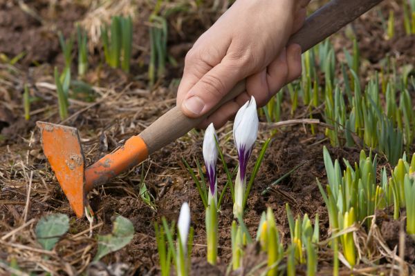 Flower Garden Weeding in San Ramon