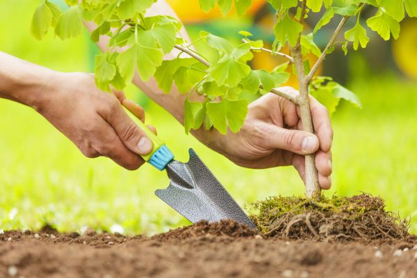 Fruit Tree Planting in San Ramon