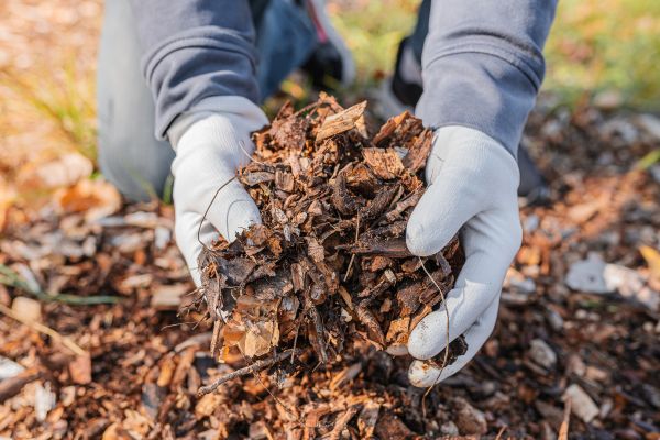 Shredded Mulch Installation in San Ramon