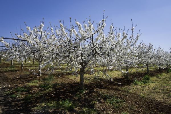 Orchard Planting in San Ramon