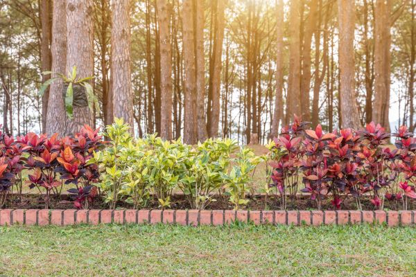 Small Garden Landscaping in San Ramon