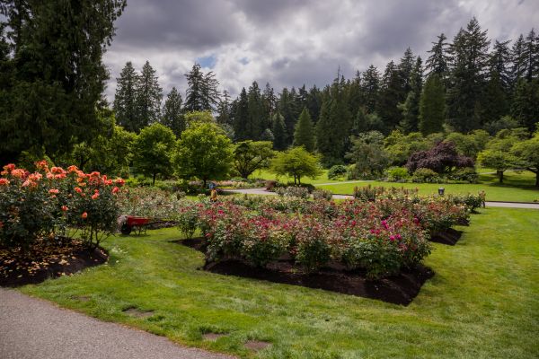 Flower Garden Landscaping in San Ramon