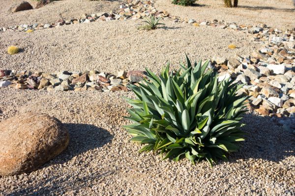 Xeriscaping Service in San Ramon