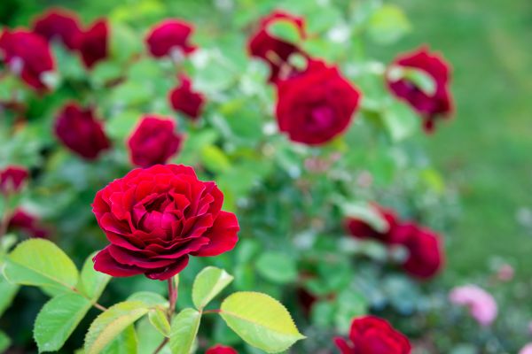 Rose Planting in San Ramon