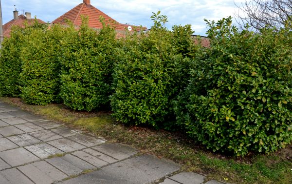 Privacy Shrub Installation in San Ramon