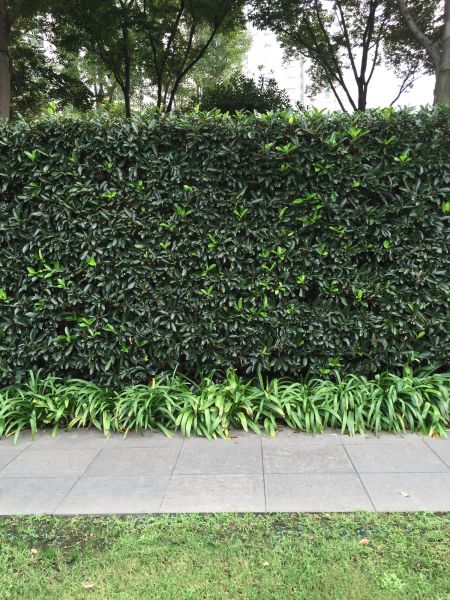 Privacy Shrub Planting in San Ramon