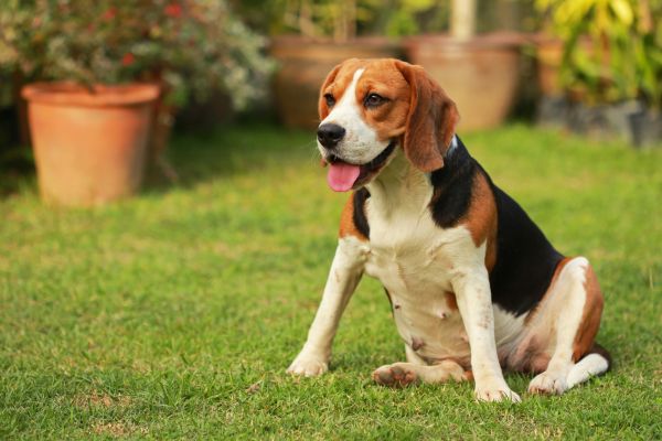 Dog Friendly Landscaping in San Ramon