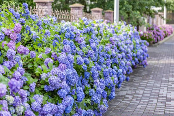 Hydrangea Landscaping in San Ramon