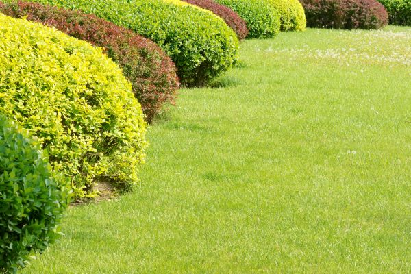 Shrubbery Planting in San Ramon