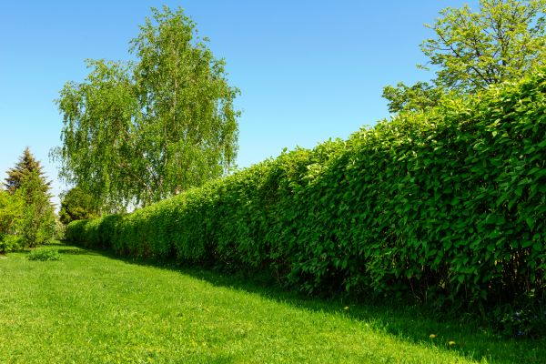 Hedge Replacement in San Ramon