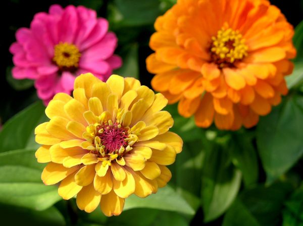 Zinnia Planting in San Ramon