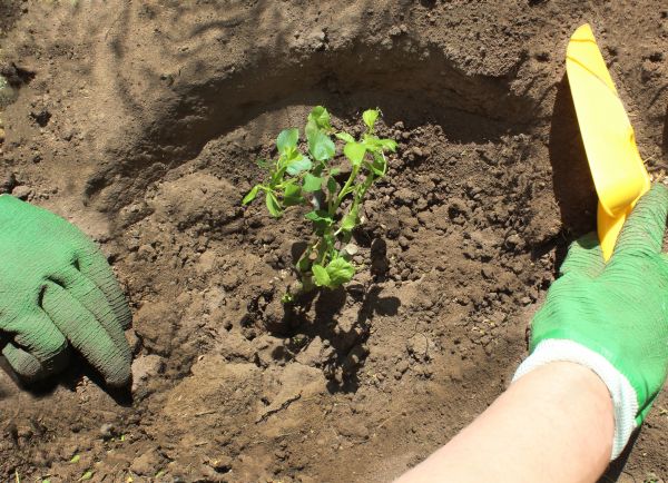 Rose Bush Planting in San Ramon