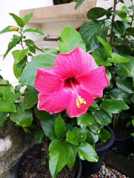 Hibiscus Planting in San Ramon