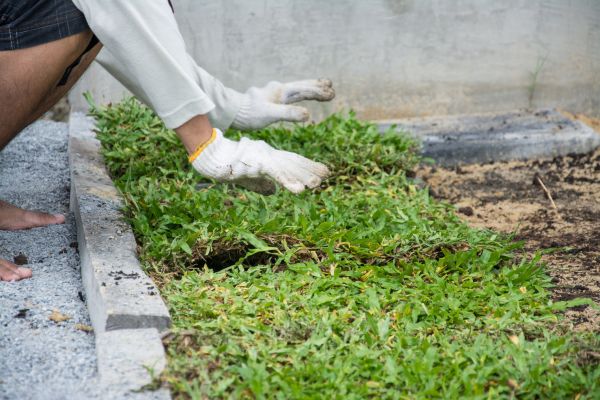 Ground Cover Planting in San Ramon