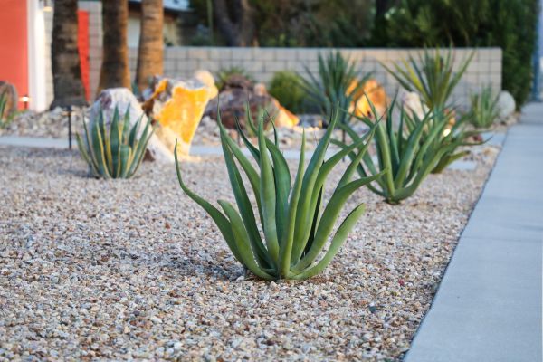 Drought Resistant Landscaping in San Ramon