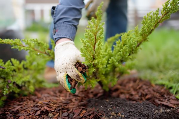 Church Mulching in San Ramon