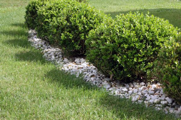 Boxwood Planting in San Ramon