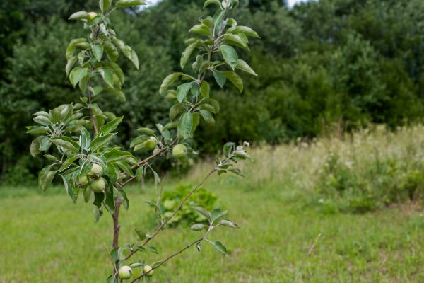 Apple Tree Planting in San Ramon