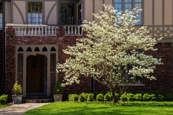 Dogwood Tree Planting in San Ramon