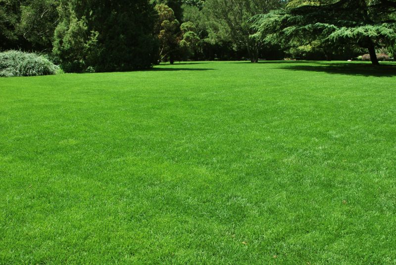 Completed Landscape with Lawn and Trees
