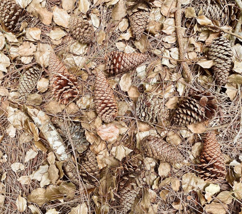 Pine Needles Delivery